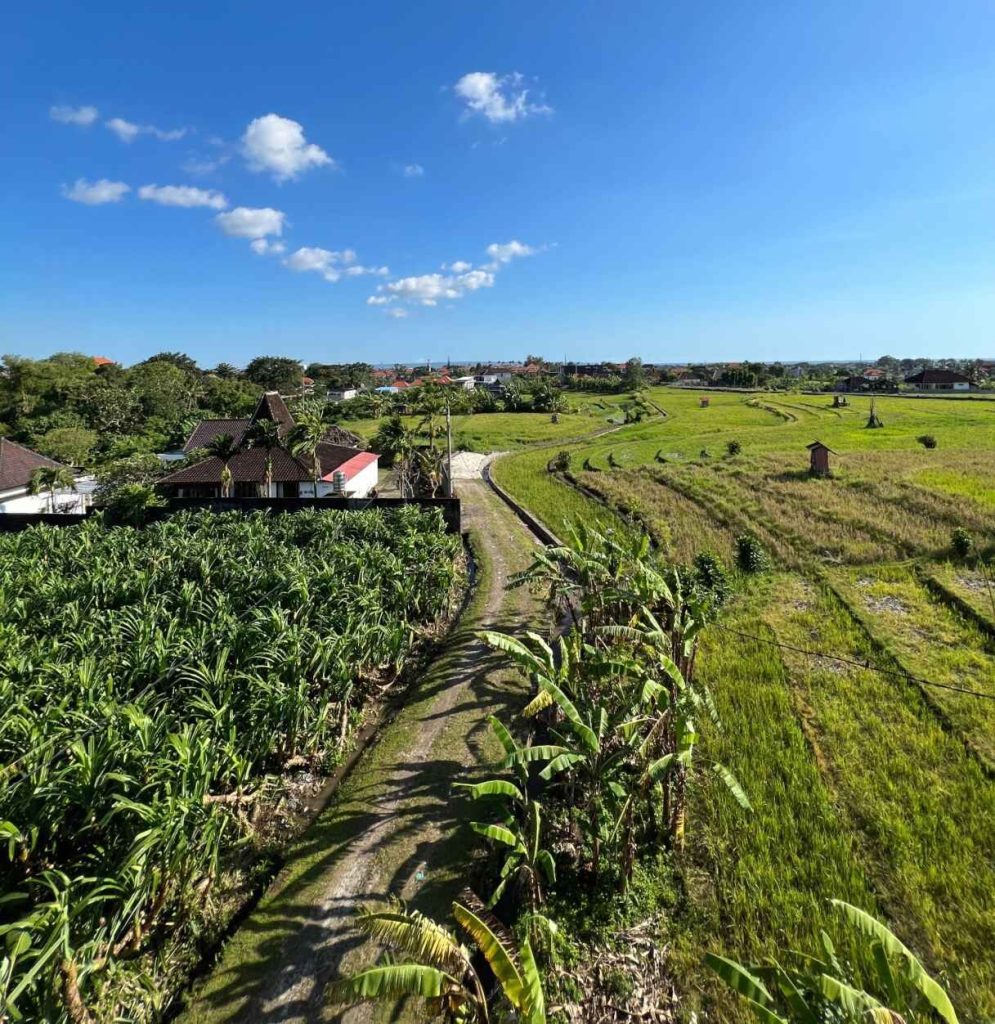 Photo of rice fields